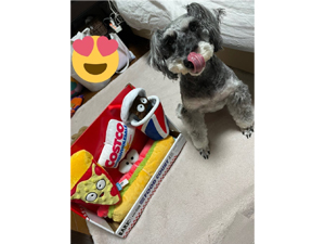 ☆モデル犬卒業後、里親さん宅での様子☆～ラフちゃん～